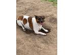 Adopt Mailo a Mixed Breed (Medium) / Mixed dog in Ocala, FL (37236685)