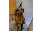 Adopt Kawliga a Mixed Breed (Medium) / Mixed dog in Ocala, FL (37236681)