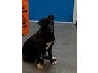 Adopt Esmerelda a Mixed Breed (Medium) / Mixed dog in Ocala, FL (37236677)