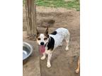 Adopt Daisy a Mixed Breed (Medium) / Mixed dog in Ocala, FL (37236672)
