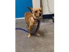 Adopt Chloe Ava a Mixed Breed (Medium) / Mixed dog in Ocala, FL (37236671)