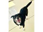 Adopt Pace(Jake) a German Shepherd Dog / Husky / Mixed dog in Mocksville