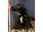 Adopt Saint a Mixed Breed (Medium) / Mixed dog in Dearborn, MI (37236535)