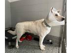 Adopt Maya a Mixed Breed (Medium) / Mixed dog in Dearborn, MI (37236533)