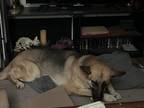 Adopt Skully a Tricolor (Tan/Brown & Black & White) German Shepherd Dog / Mixed