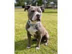 Adopt Stallone a Gray/Silver/Salt & Pepper - with White American Pit Bull