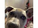 Adopt Journey a Tricolor (Tan/Brown & Black & White) American Pit Bull Terrier /