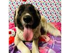Adopt Valentine a Great Pyrenees / Mixed dog in Spring Hill, KS (37236437)