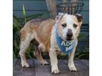 Adopt Biscotti a Jack Russell Terrier / Pembroke Welsh Corgi / Mixed dog in