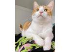 Adopt Ollie a Orange or Red (Mostly) American Shorthair / Mixed (medium coat)