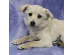 Adopt PHOEBE a White - with Tan, Yellow or Fawn Terrier (Unknown Type
