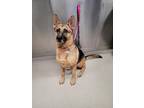 Adopt KOVU a German Shepherd Dog / Mixed dog in Fairbanks, AK (37234684)