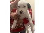 Adopt Pongo a White - with Black American Pit Bull Terrier / American