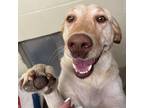 Adopt Grace a Tan/Yellow/Fawn Labrador Retriever / Mixed dog in Fredericksburg