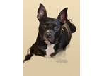 Adopt Carter a Black - with White American Staffordshire Terrier / Mixed dog in