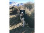 Adopt Penny a Black - with White Border Collie / Mixed dog in Reno