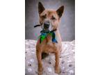 Adopt Duke (Kenzo) a Tan/Yellow/Fawn Jindo / German Shepherd Dog / Mixed dog in