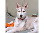 Adopt Josey a White - with Tan, Yellow or Fawn Husky / Mixed Breed (Medium) /