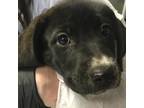Adopt Twinkie a Black Labrador Retriever / Mixed dog in Greenville