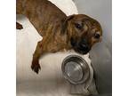 Adopt Milliken a Brindle Pit Bull Terrier / Mixed dog in Greenville