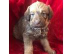 Adopt Hope Banta a Brown/Chocolate Labrador Retriever / Poodle (Standard) /