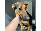 Adopt Heart - Claremont Location a Black Australian Kelpie / Mixed dog in Chino