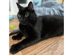 Adopt Toby a All Black Domestic Shorthair / Mixed cat in Saratoga Springs