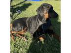 Adopt Max a Black Doberman Pinscher / Mixed dog in Ione, CA (37235097)