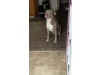 Adopt Link a Gray/Silver/Salt & Pepper - with White American Pit Bull Terrier /