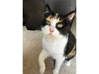Adopt Callie a Domestic Shorthair / Mixed cat in Camden, SC (37235073)