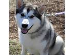 Adopt Koda a White - with Tan, Yellow or Fawn Alaskan Malamute / Mixed dog in