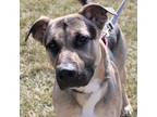 Adopt Percy a Tan/Yellow/Fawn German Shepherd Dog / Mixed dog in Urbana