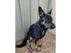 Adopt Nova a German Shepherd Dog / Mixed dog in Medford, WI (37234871)