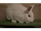 Adopt Snowball a Albino or Red-Eyed White Havana / Mixed (medium coat) rabbit in