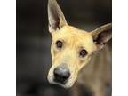 Adopt 52001640 a Tan/Yellow/Fawn Shar Pei / Mixed dog in El Paso, TX (37234851)