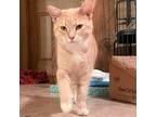 Adopt Precious a Tan or Fawn Tabby Domestic Shorthair / Mixed cat in Aldie