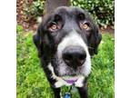 Adopt Sully a Black - with White Great Pyrenees / Newfoundland / Mixed dog in