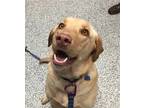 Adopt Remy a Labrador Retriever / Mixed dog in Golden, CO (37233733)
