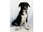 Adopt Cupid a Black - with White Border Collie / Labrador Retriever / Mixed dog