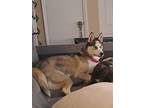 Adopt Luna a White Husky dog in Lawrenceville, GA (37233109)