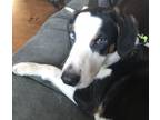 Adopt Joey a Black - with White Beagle / Mixed dog in East Peoria, IL (37234558)