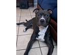 Adopt Courage a Black - with White American Pit Bull Terrier / American Pit Bull