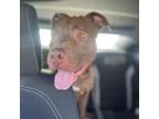 Adopt King a Brown/Chocolate - with White American Pit Bull Terrier dog in
