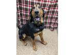 Adopt FLOUNDER a Black Bloodhound / Mixed dog in Springfield, MA (37230064)