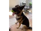 Adopt Max a Brown/Chocolate - with Black German Shepherd Dog / Mixed dog in