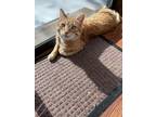Adopt Howard Phillips Lovecat a Orange or Red American Shorthair / Mixed (short