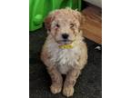 Adopt Ajax $650 *Mini* (APPLICATIONS PENDING) a Bernese Mountain Dog / Poodle