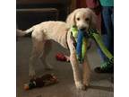 Adopt Rex a Tan/Yellow/Fawn Goldendoodle / Mixed dog in Elizabethtown