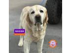 Adopt Adopt or Foster Me a White Labrador Retriever / Mixed dog in El Paso
