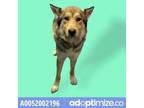 Adopt Adopt or Foster Me a Brown/Chocolate Siberian Husky / Mixed dog in El